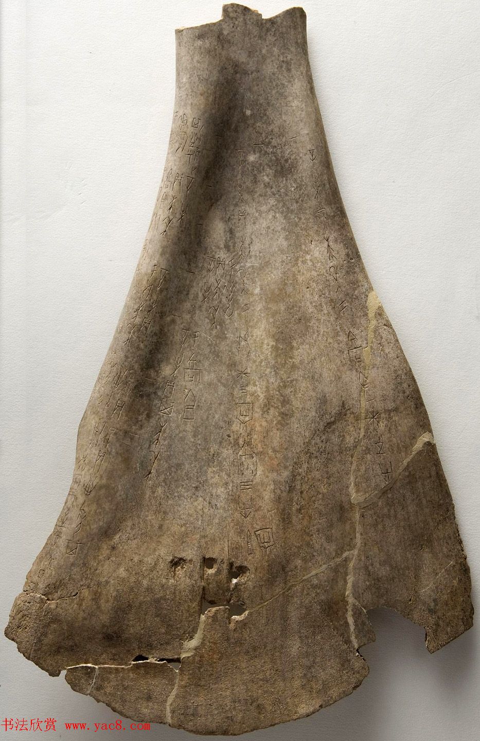 商代晚期禾牛骨刻辞