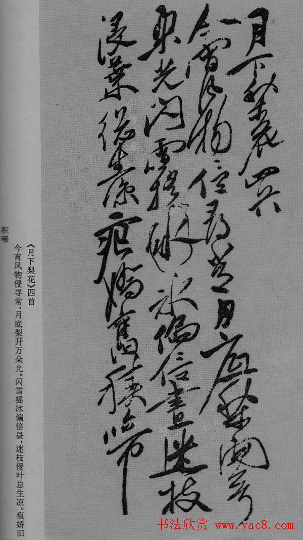 徐渭草书作品《月下梨花》