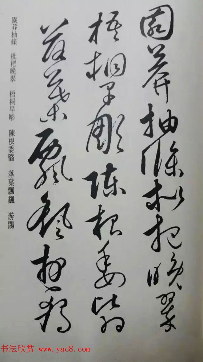 罕见的怀素草书《千字文》净云枝藏帖