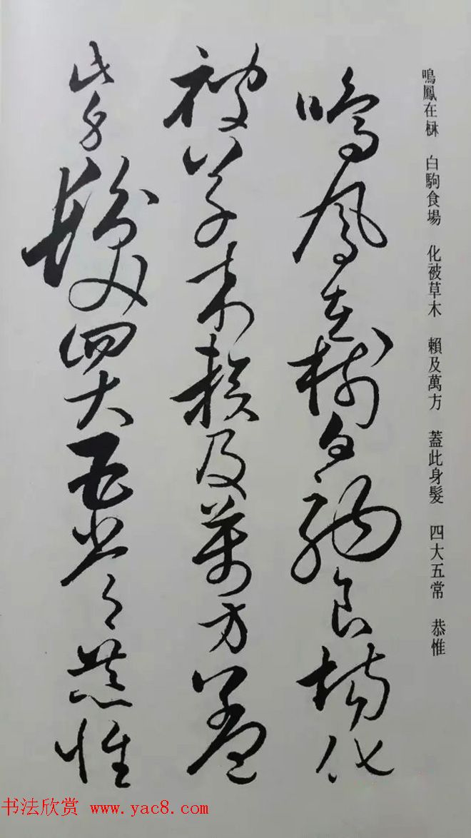 罕见的怀素草书《千字文》净云枝藏帖