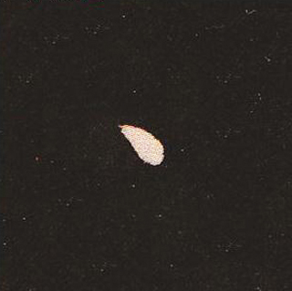 楷书艺术的鼻祖:钟繇《宣示表》单字帖