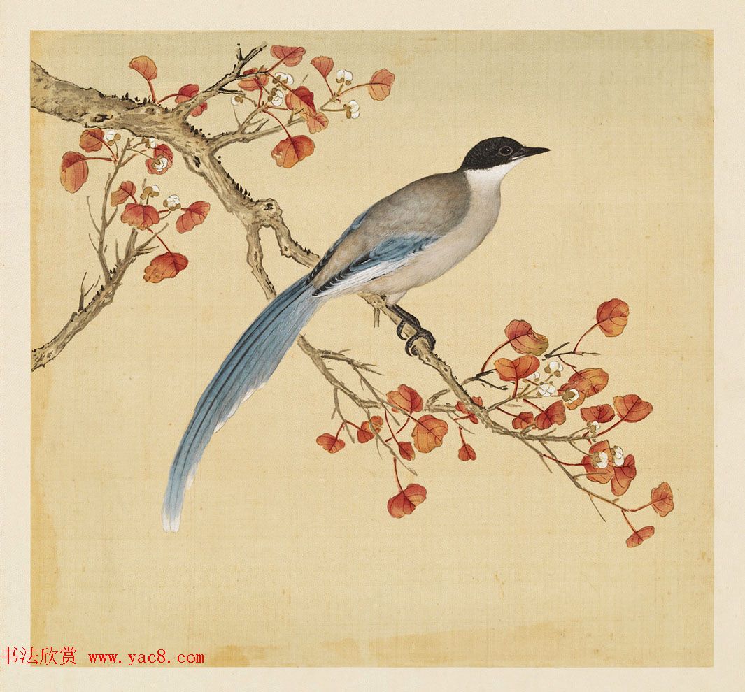 汉文满文字画欣赏《清人鸟谱册》