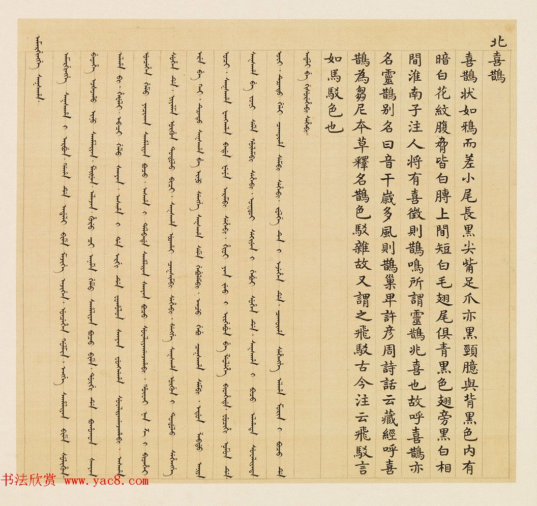 汉文满文字画欣赏《清人鸟谱册》