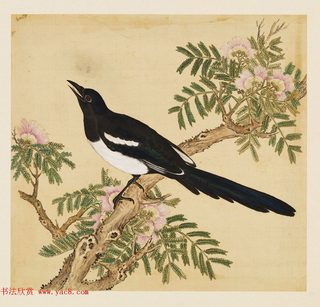 汉文满文字画欣赏《清人鸟谱册》