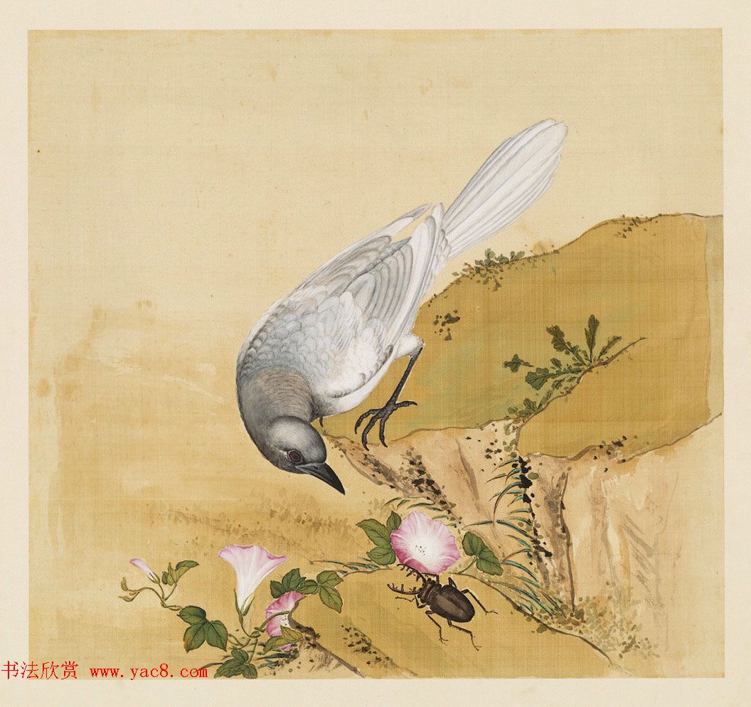 汉文满文字画欣赏《清人鸟谱册》