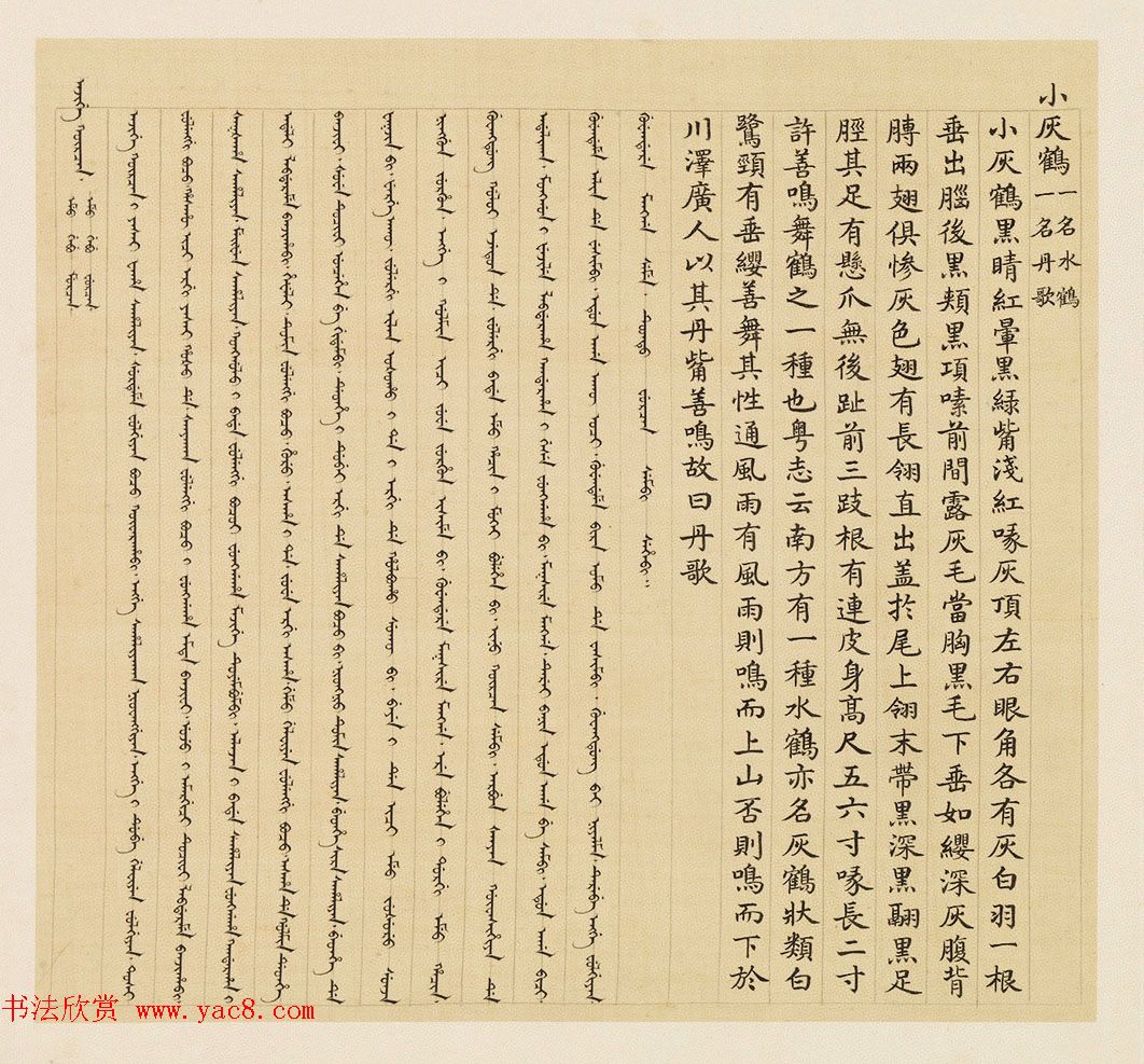 汉文满文字画欣赏《清人鸟谱册》