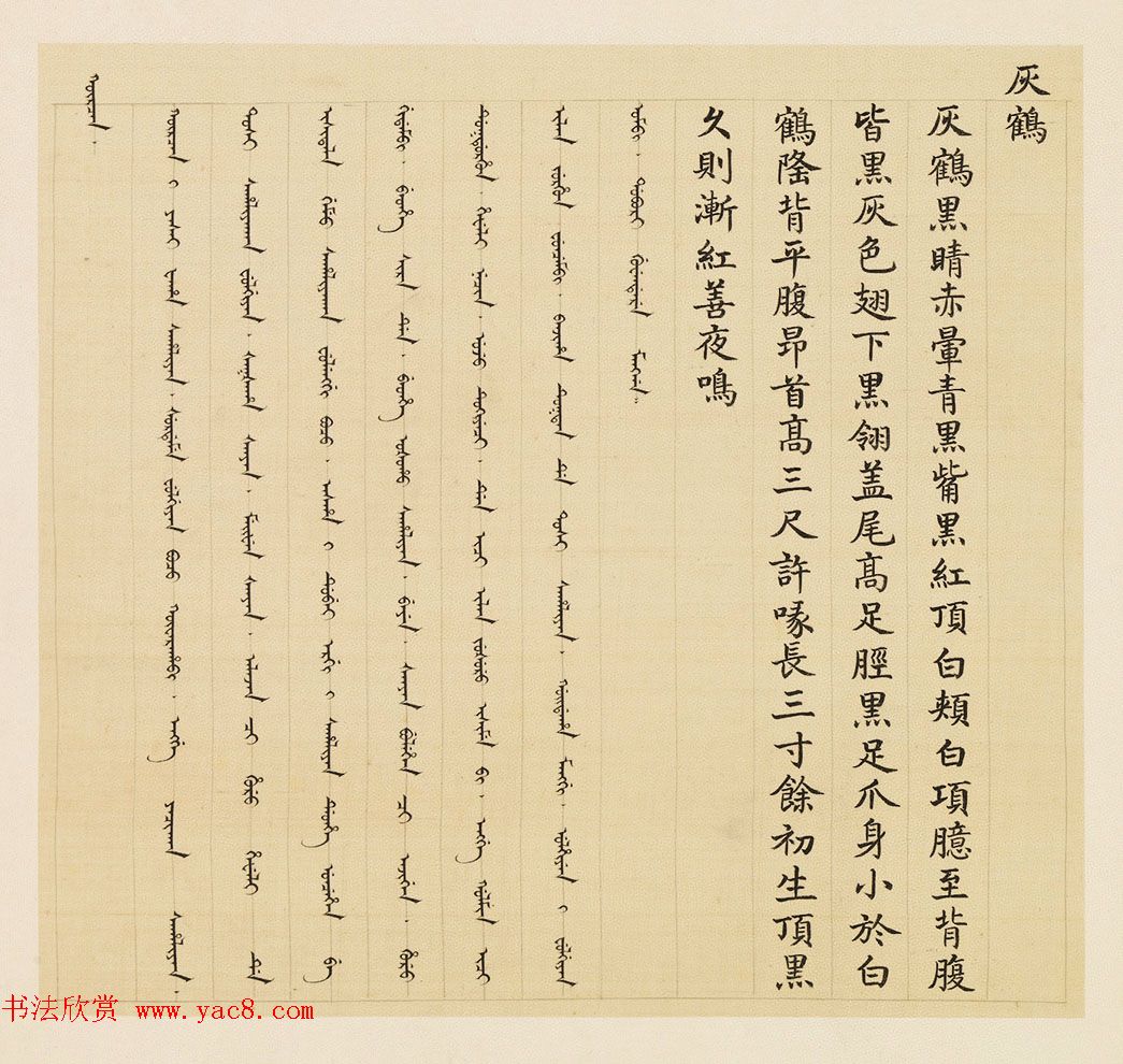 汉文满文字画欣赏《清人鸟谱册》