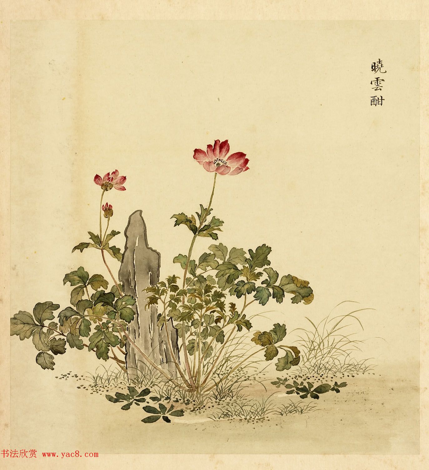 字画册页《海西杂卉》余省绘画+于敏中书法