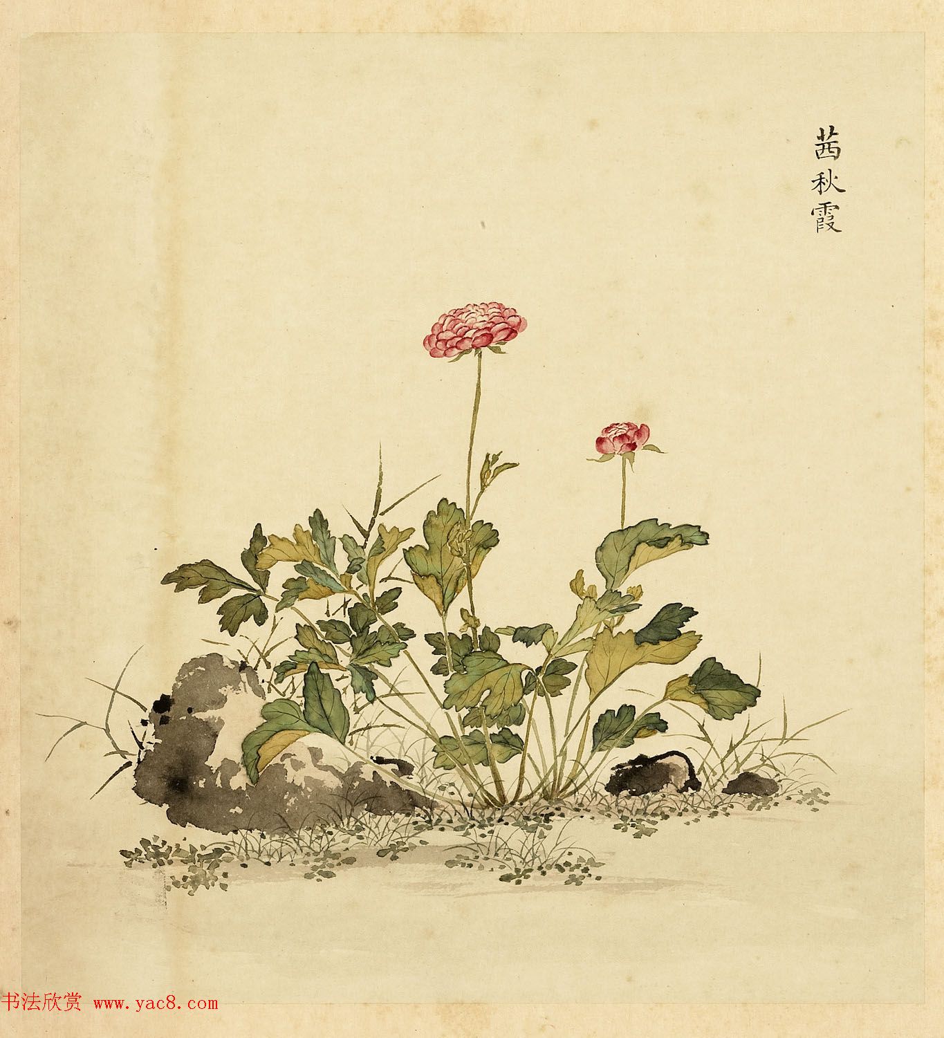 字画册页《海西杂卉》余省绘画+于敏中书法