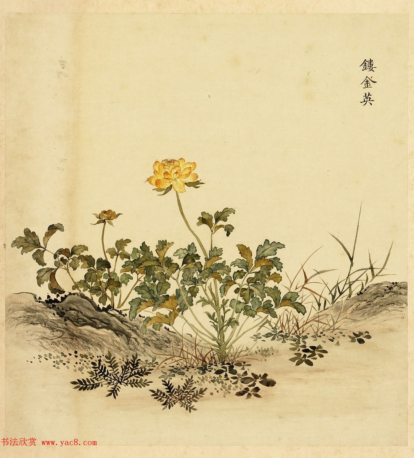 字画册页《海西杂卉》余省绘画+于敏中书法