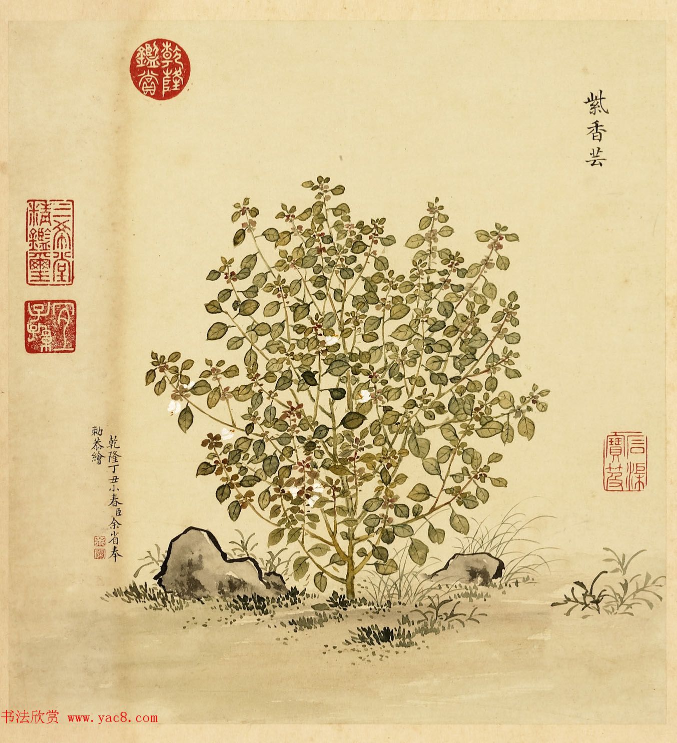 字画册页《海西杂卉》余省绘画+于敏中书法