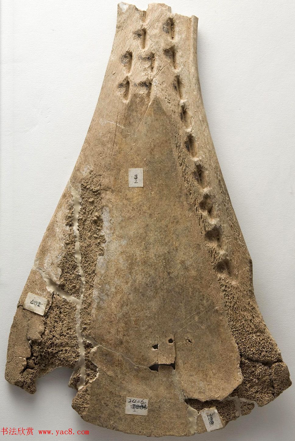 商代晚期禾牛骨刻辞