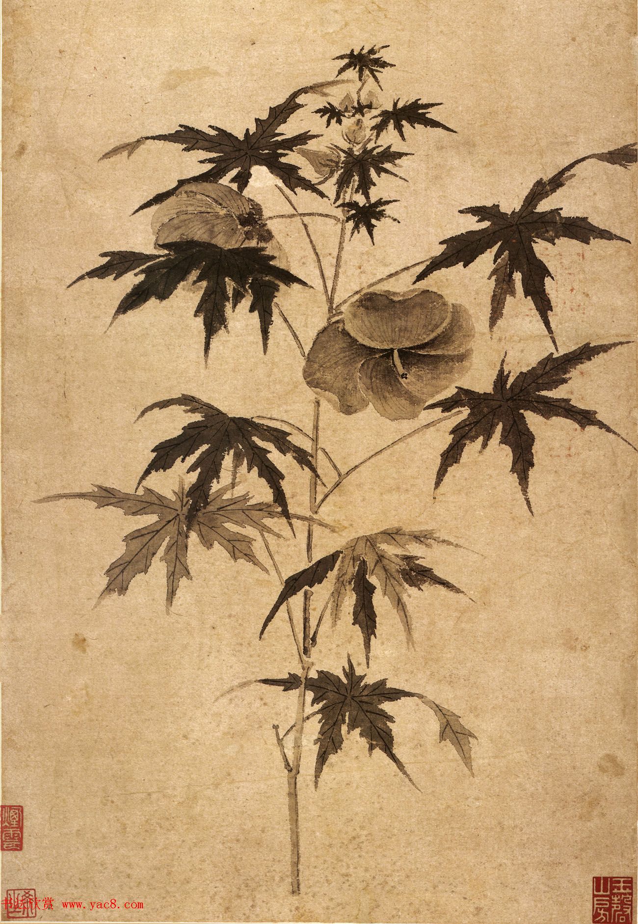 文徵明64岁书画欣赏《秋葵图》