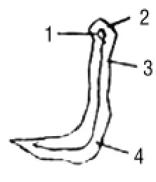 《学写隶书》点画的书写步骤和变化+名碑集字剖析 《学写隶书》点画的书写步骤和变化+名碑集字剖析