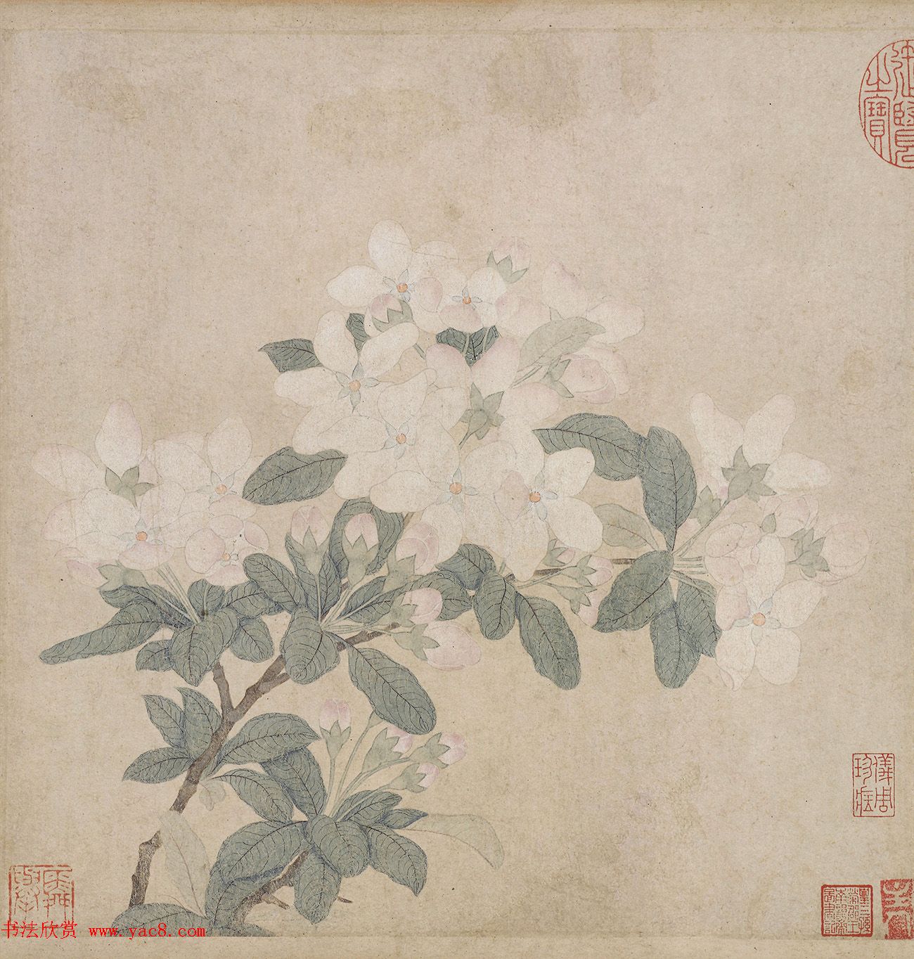 赵孟頫书法题跋《来禽栀子花图卷》