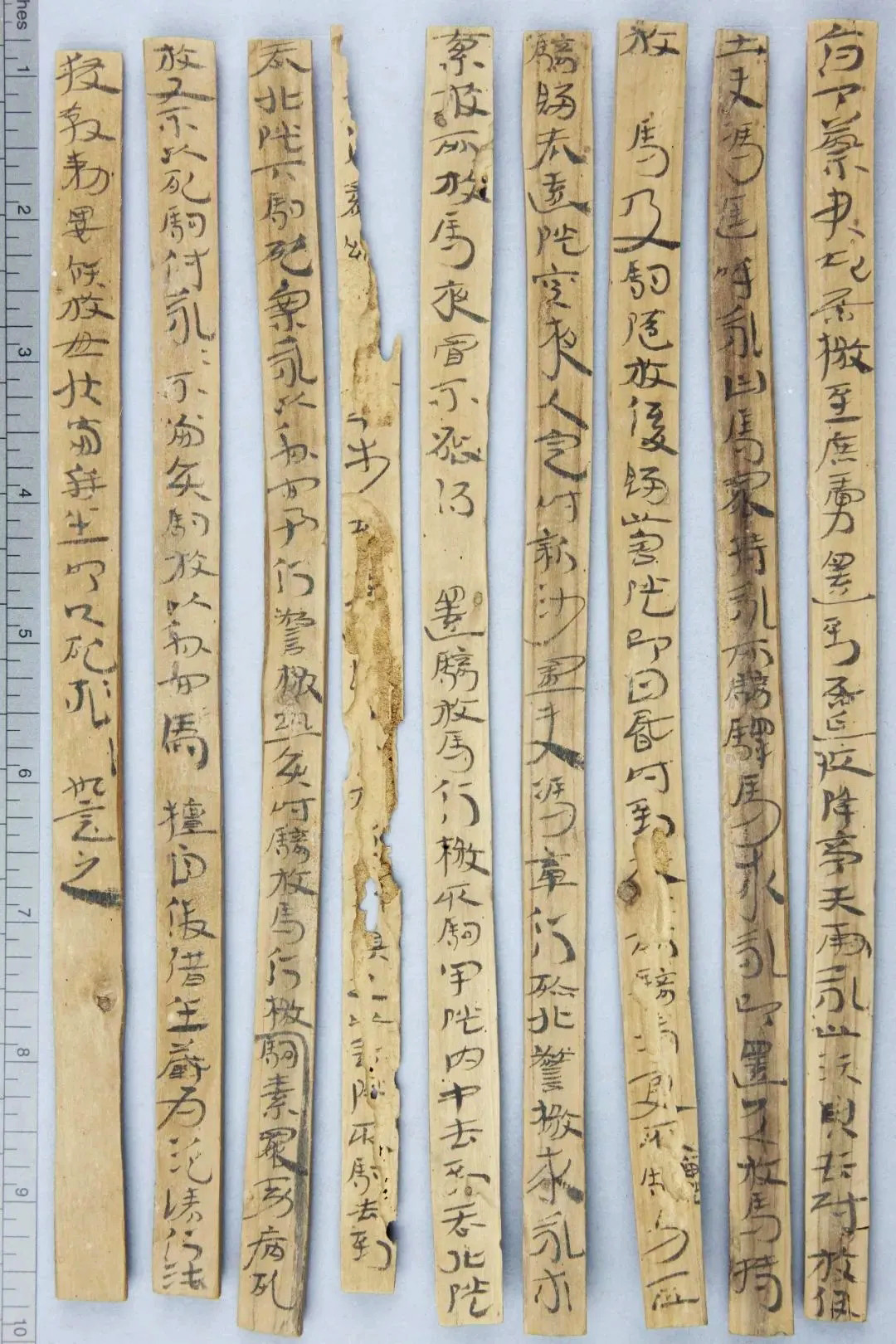 东汉章草隶体木简《误死马驹册》