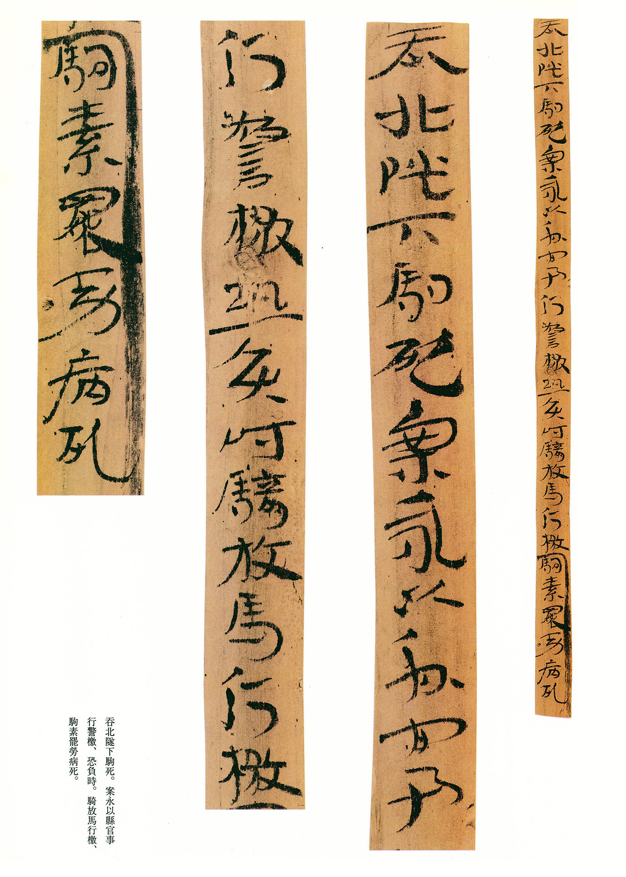 东汉章草隶体木简《误死马驹册》